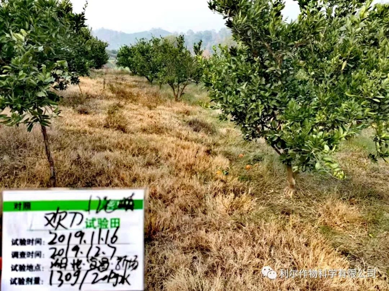 乙羧草銨膦升級版草胺磷果園非耕地牛筋草小飛蓬雜草一掃光除草劑 1kg