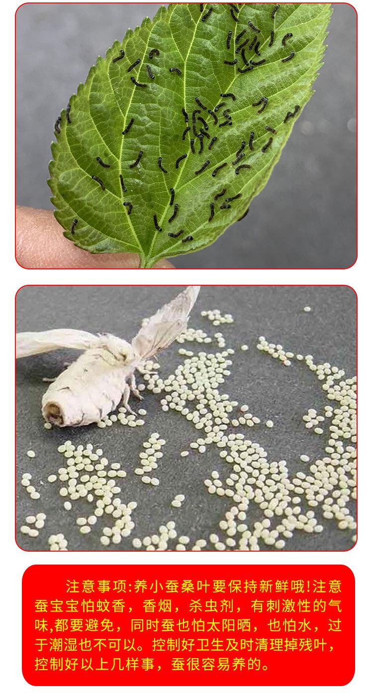 蚕卵蚕宝宝活物学生养蚕套装喂蚕桑叶新鲜蚕虫的卵蚕籽蝉卵春蚕子 2龄
