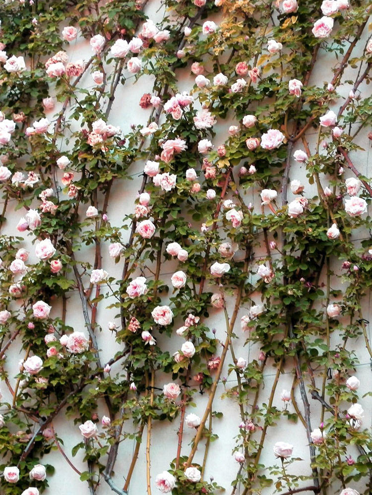 爬藤月季大苗蔷薇花苗浓香特大藤本莫奈月季天狼盆栽地栽四季开花蜂蜜