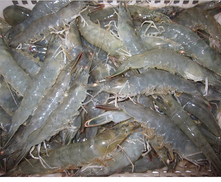 青岛大虾鲜活海鲜水产超大冷冻基围虾海虾鲜虾青虾整箱虾1650g1517cm