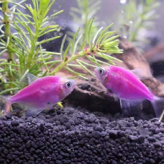 观赏鱼柠檬蓝莓紫衣天使紫老虎七彩玻璃小型宠物鱼 紫老虎天使2条装 2