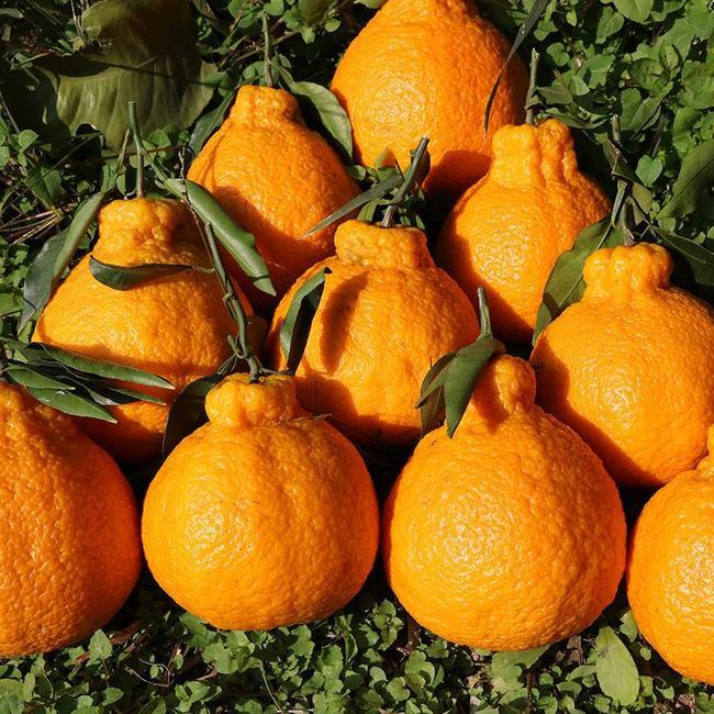 活动超值四川丑橘不知火丑八怪橘子新鲜孕妇水果当季桔子柑橘丑柑丑桔