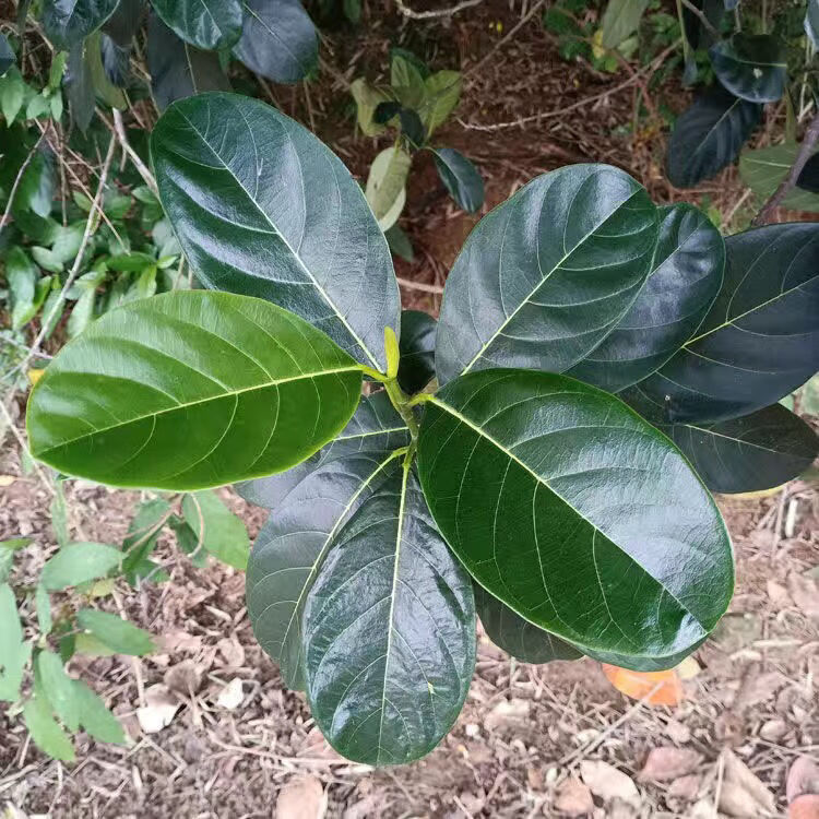 广东现摘新鲜菠萝叶大树菠萝叶菠萝蜜树叶菠萝叶片菠萝叶新鲜 20片