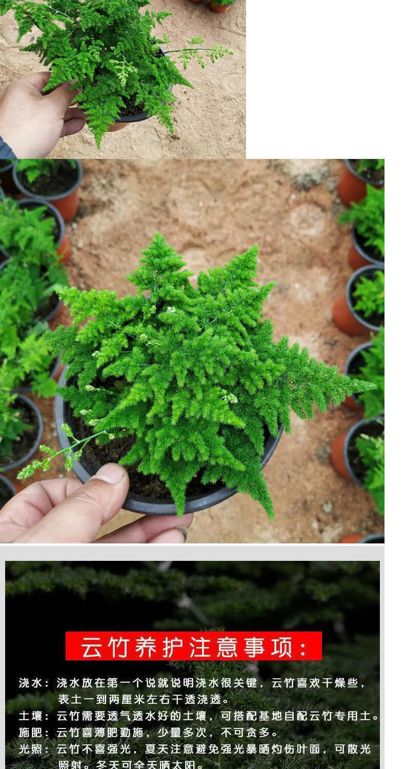 云竹矮种唐山正宗矮生云竹盆栽文竹驱蚊植物室内四季常青绿植花卉盆景