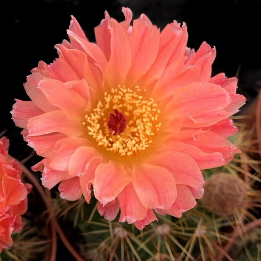 红花青王丸实生仙人球南国玉属大花丽花美花一物一拍龙王仙人球黄花青