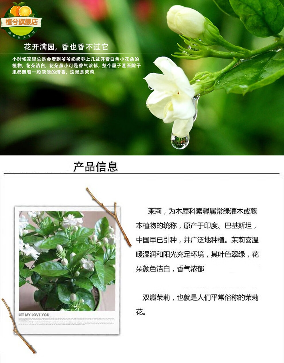 栀子花茉莉花苗 白色茉莉重瓣茉莉双色茉莉 康乃馨杜鹃花 盆栽阳台