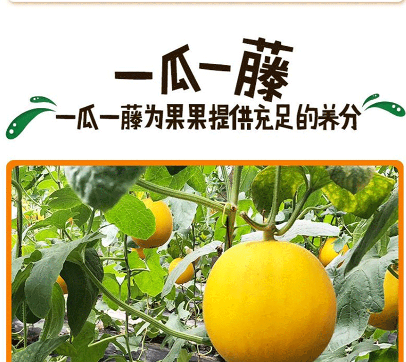 品牌: 鲜如初 商品名称:白七爷 阎良香瓜黄金蜜瓜 应季新鲜水果帝皇