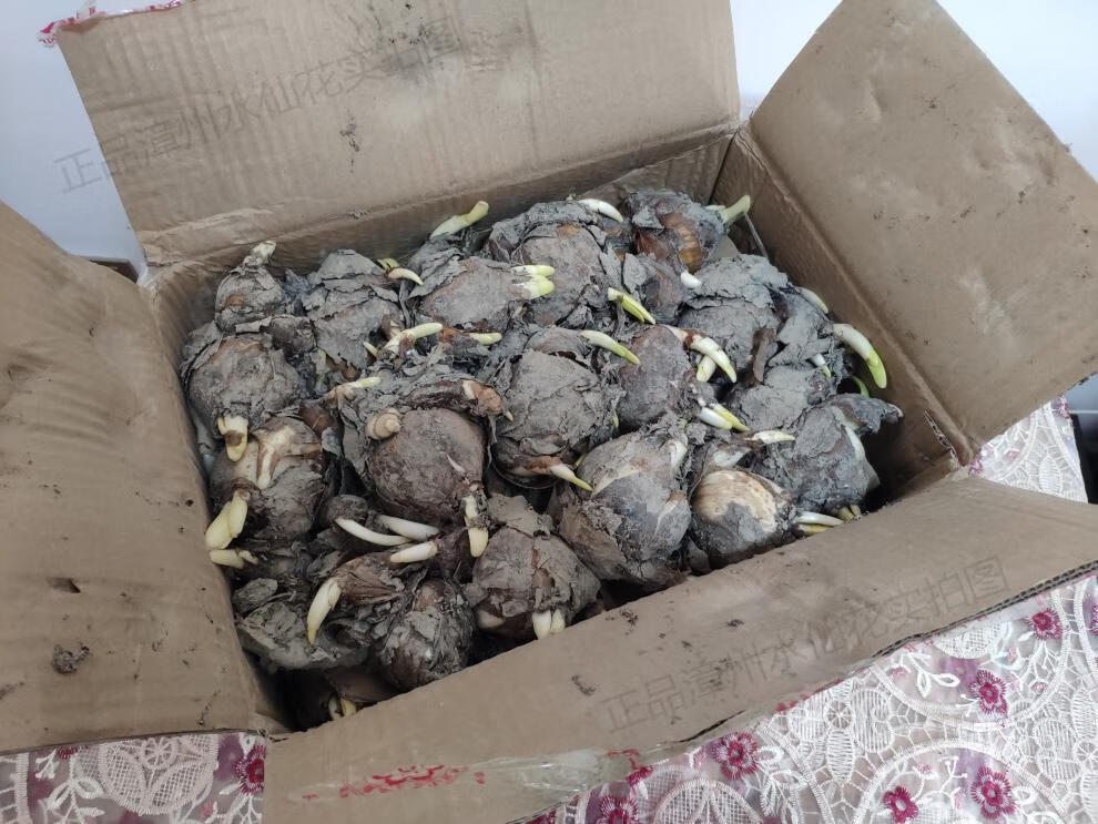 水培植物球根室内水养花卉 冬季盆栽花头种子 水仙3球 1盆 矮壮素