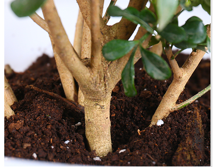 绿植盆栽 四季长青花卉 净化空气47y3rkekjk 树状米兰90厘米高)(米兰)