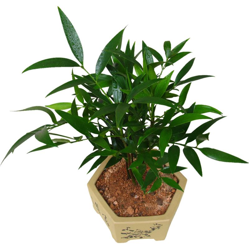 竹柏盆栽植物室内水培盆景长寿竹平安竹大树苗驱蚊吸甲醛净化空气9