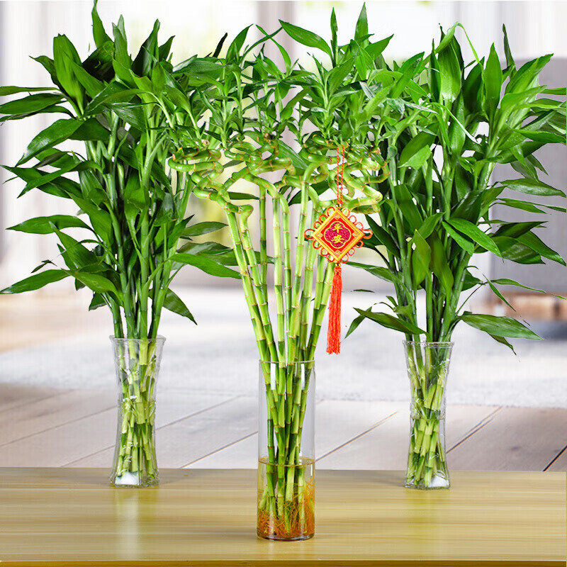 富贵竹观音竹水培植水养客厅绿植室内花竹子盆栽植物65cm大叶富贵竹20