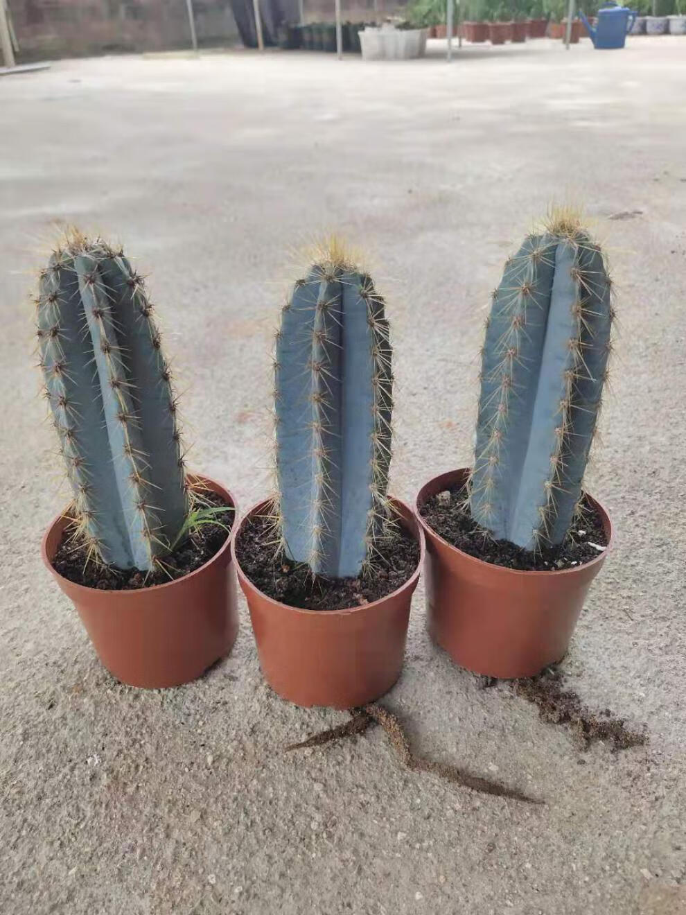 园艺 蓝柱仙人柱客厅办公室盆栽好养 高20-25公分 粗6-7公分 蓝色