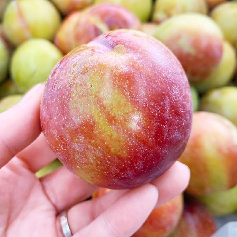 珠宝李 新鲜时令水果孕妇黄肉布林恐龙蛋水果 9斤畅吃装【图片 价格