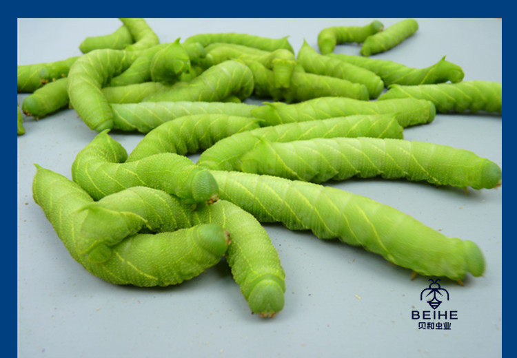 活豆虫大青虫高蛋白豆丹猪儿虫芝麻虫食用昆虫钓鱼宠物活体下蛰土 70