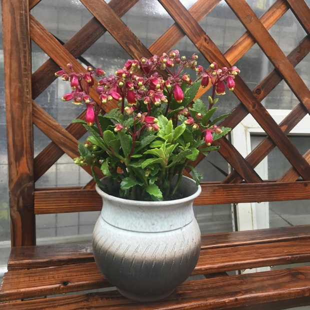 槿骁长寿宫灯盆栽带花长寿花植物花卉灯笼花宫灯长寿花盆栽花期长耐活
