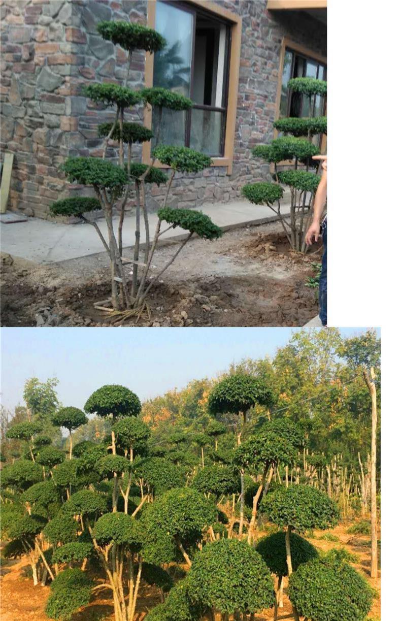 小叶女贞造型树球形苗庭院别墅绿化篱笆围墙植物观叶四季常青苗木