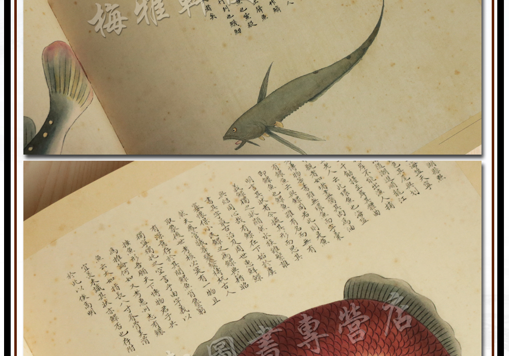 《清宮海錯圖 故宮經典系列書籍 動物畫作品集 畫魚賞析 故宮圖典