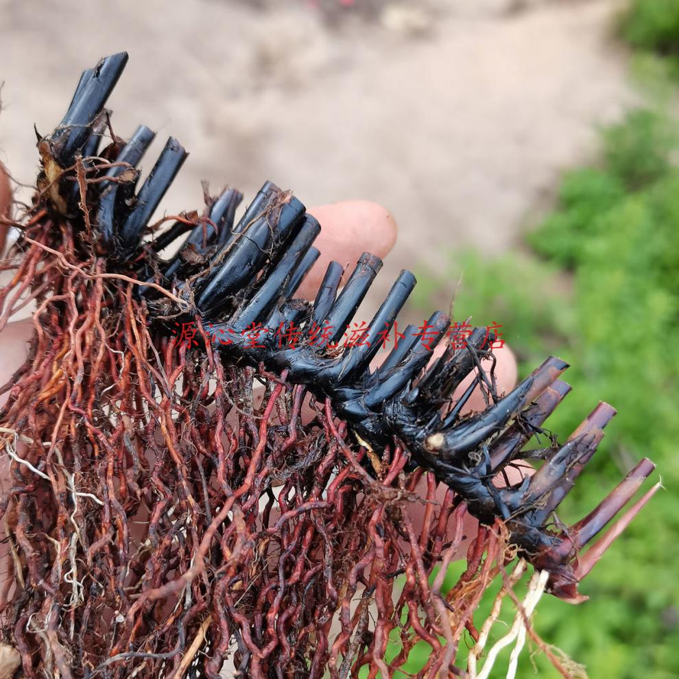 华佗拾遗伟博止鼻血利尿席草根席草头草席根民间中草药新鲜晒干织席