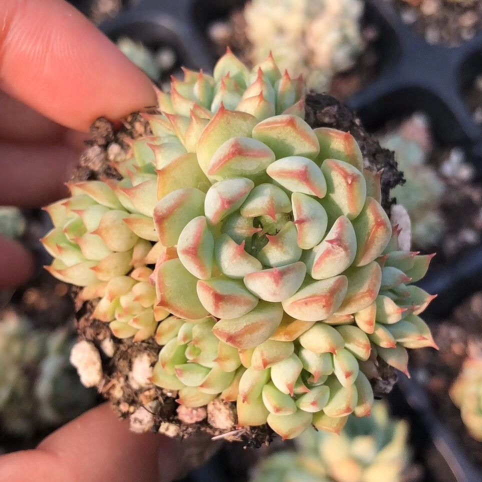 現貨 京東雲倉發貨 多肉植物盆栽木樨甜心大合錦春雨彩虹糖花卉肉肉