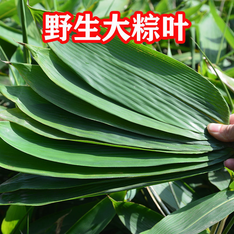 (现摘直发) cozok 新鲜大粽叶江西现摘野生粽子叶真空包装棕叶箬叶带