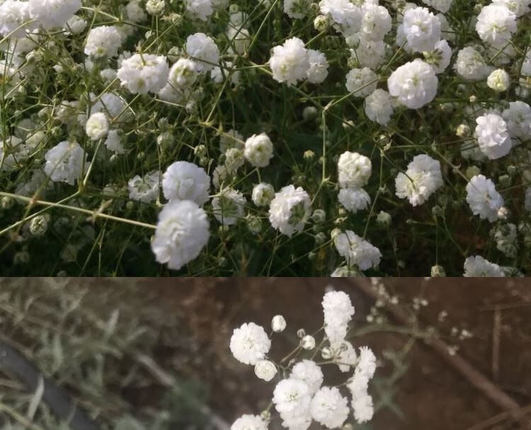 荞麦花干花鬼怪同款花束送人闺蜜餐厅客厅摆设真花装饰简约s40k白色