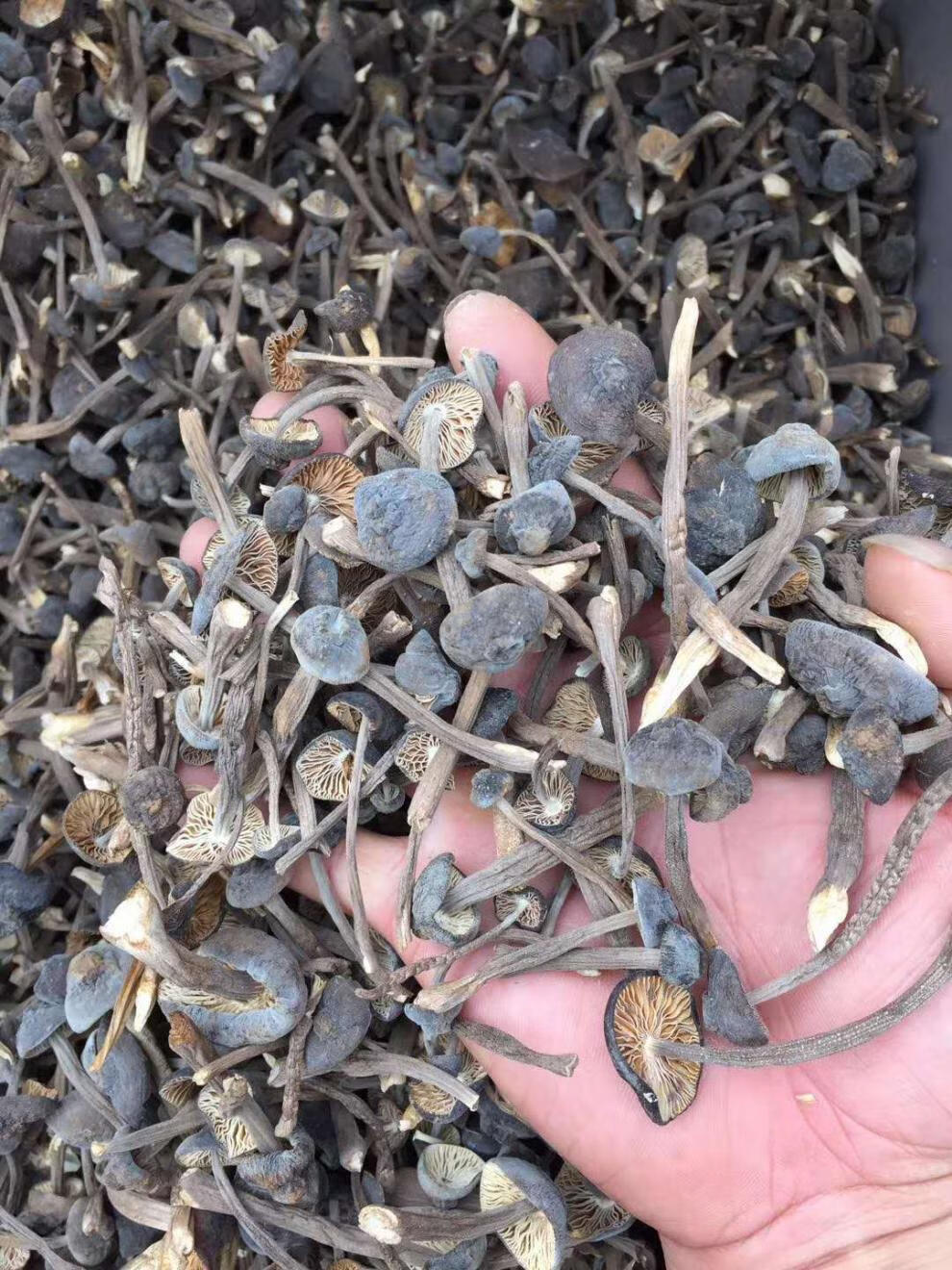黑皮鸡枞菌干货500g新货云南特产黑鸡枞菌新鲜野生菌菇煲汤料蘑菇