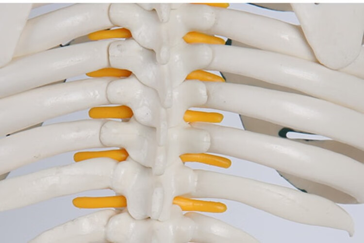 人体骨骼模型仿真人可拆卸全身小椎间盘医学脊柱小白骨架骷髅玩具 a2