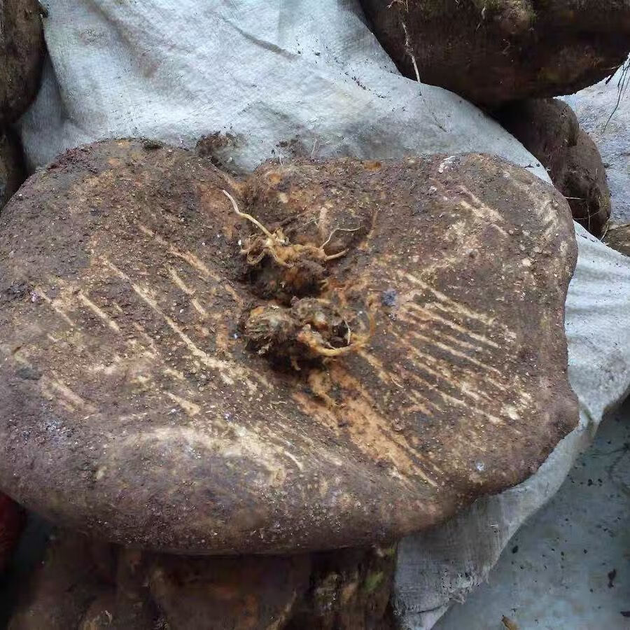 贵州特产雪胆500g苦金盆 新鲜中草药材曲莲罗锅底蛇莲金龟莲 新鲜野生