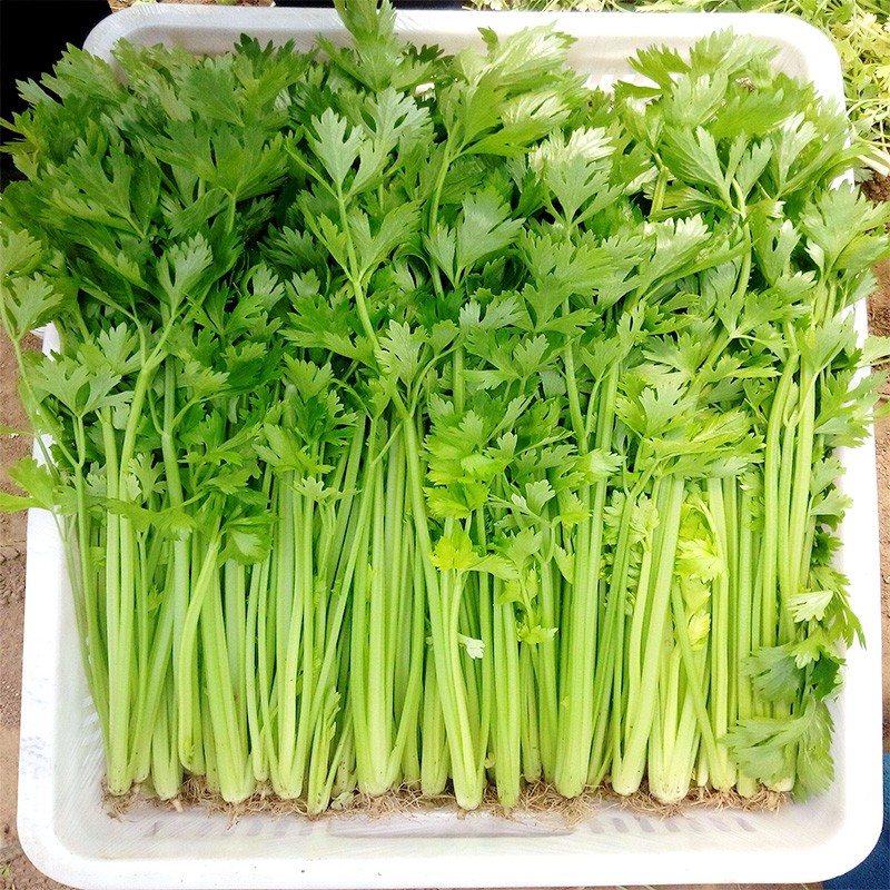 jd物流山东新鲜小香芹235斤装芹菜小香芹嫩空芯农家青菜马家沟当季