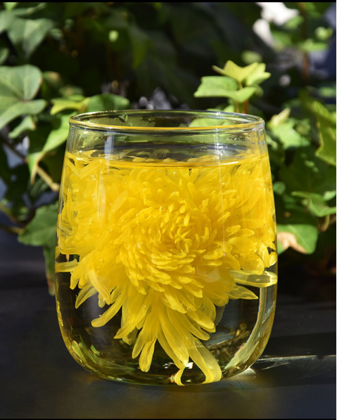 金丝皇菊 花茶一朵一杯 大菊花枸杞茶胎菊菊花草茶茶叶 1罐约40朵