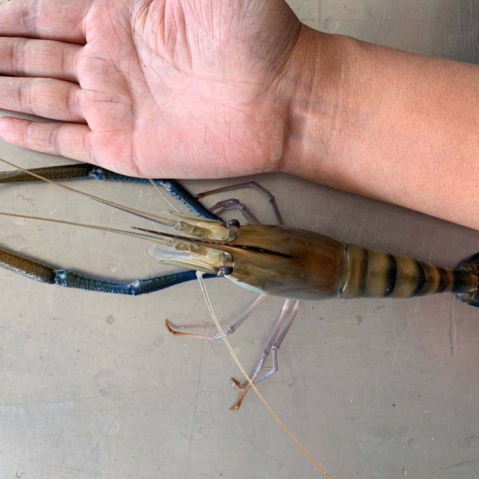 淡水虾王罗氏沼虾大青虾大青虾马拉西亚大虾罗氏虾淡水虾 昌盛隆 中