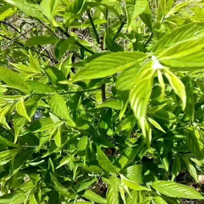 2021青岛崂山-绿茶 甘枣叶茶芊罗崂山道家仙茶 绿茶养生茶 500g【图片