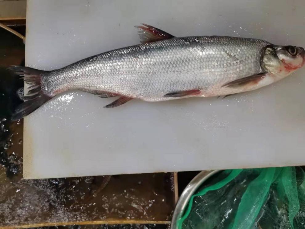 苏州白鱼-白水鱼-翘嘴鱼-新鲜刁子鱼-淡水大白刁新鲜保鲜 500g/条 共