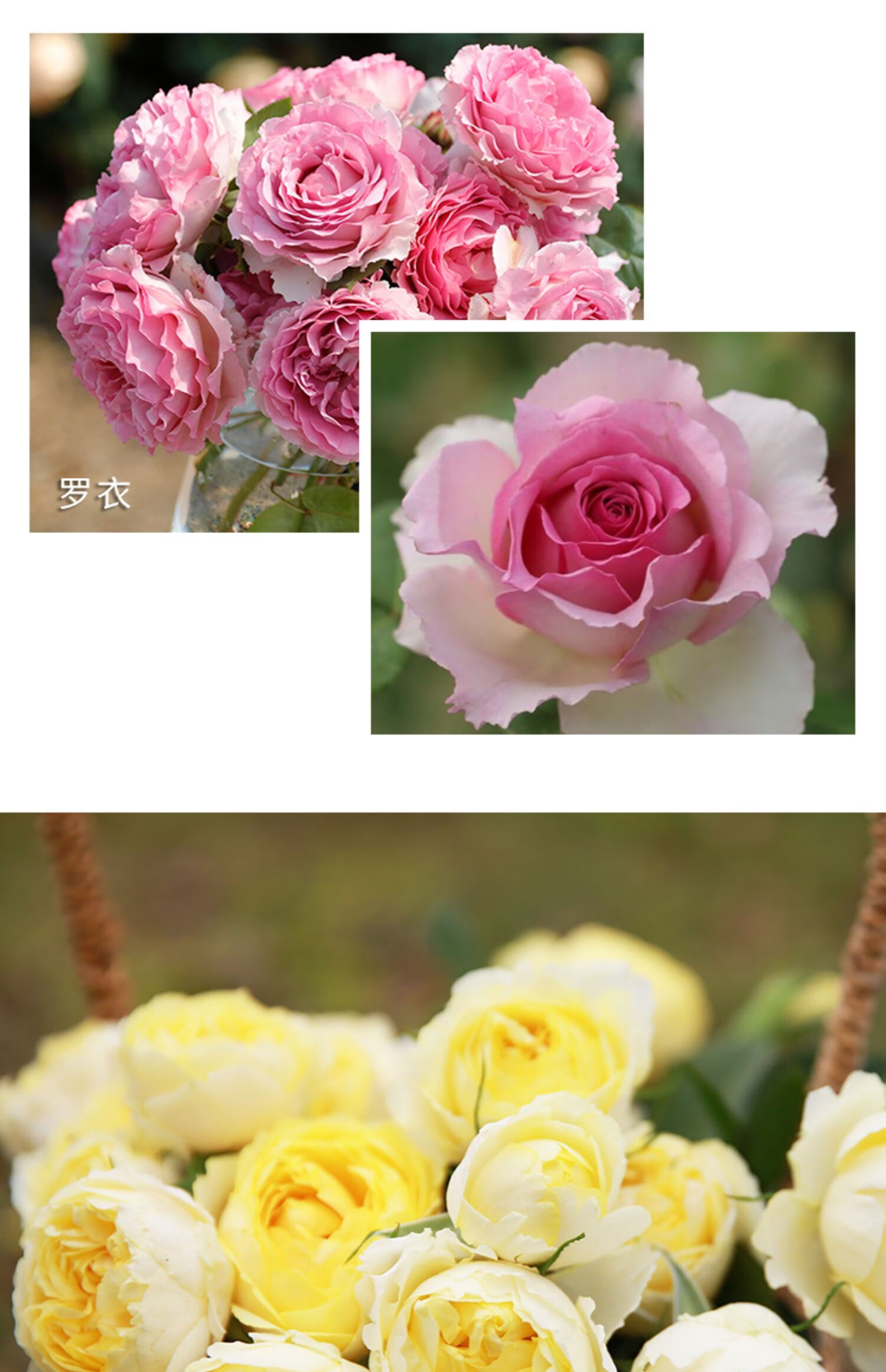 盆栽多季开花中苗多季果汁阳台微型蓝色灌木爬藤植物花卉 安妮公主 2