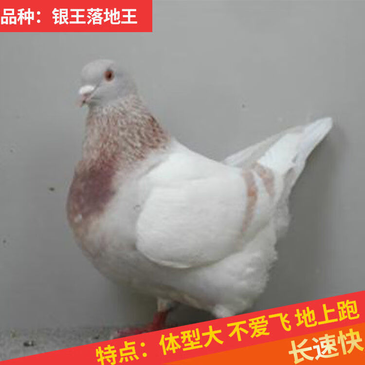 鸽子活物一对批发白羽王鸽落地王鸽瓦灰鸽肉鸽子饲料下蛋鸽子 白羽王