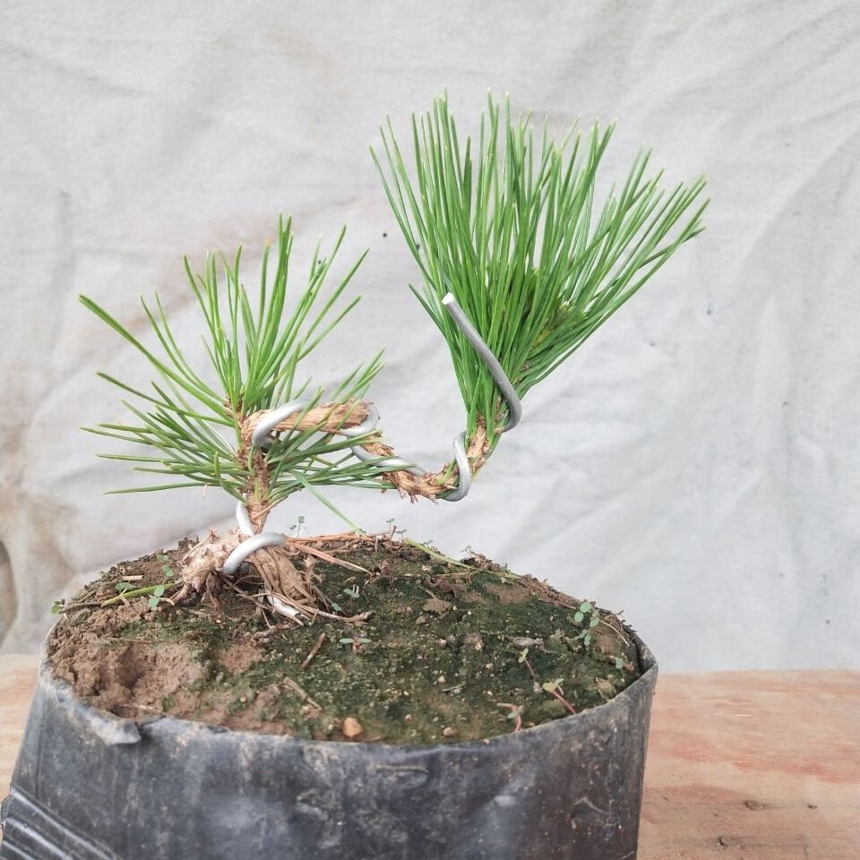 文静花坊 黑松小盆景 微型盆景 黑松造型树桩黑松童子功盆景苗带原土