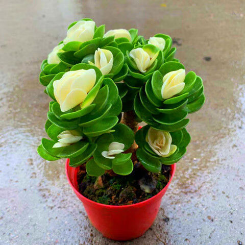 多肉植物办公室内花卉桌摆盆栽金钱木锦净化好养懒人新品寓意三年金钱