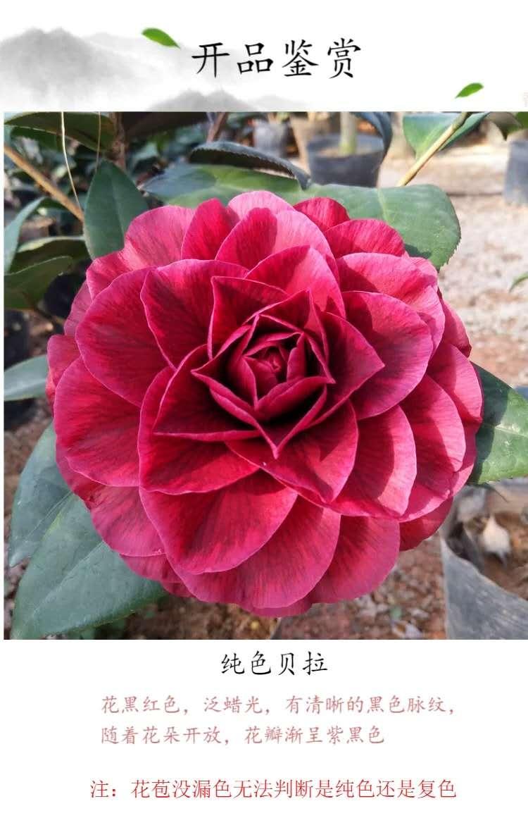 红叶贝拉稀有茶花品种树苗嫁接盆栽庭院名贵精品进口阳台花卉植物特价