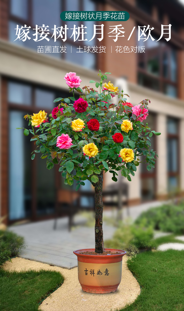树桩月季花苗特大花果汁阳台四季月季棒棒糖月季树状月季开花植物2