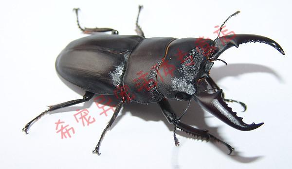 京东推荐boussac中国大扁锹锹形虫中华甲虫活体宠物独角仙成虫兜虫