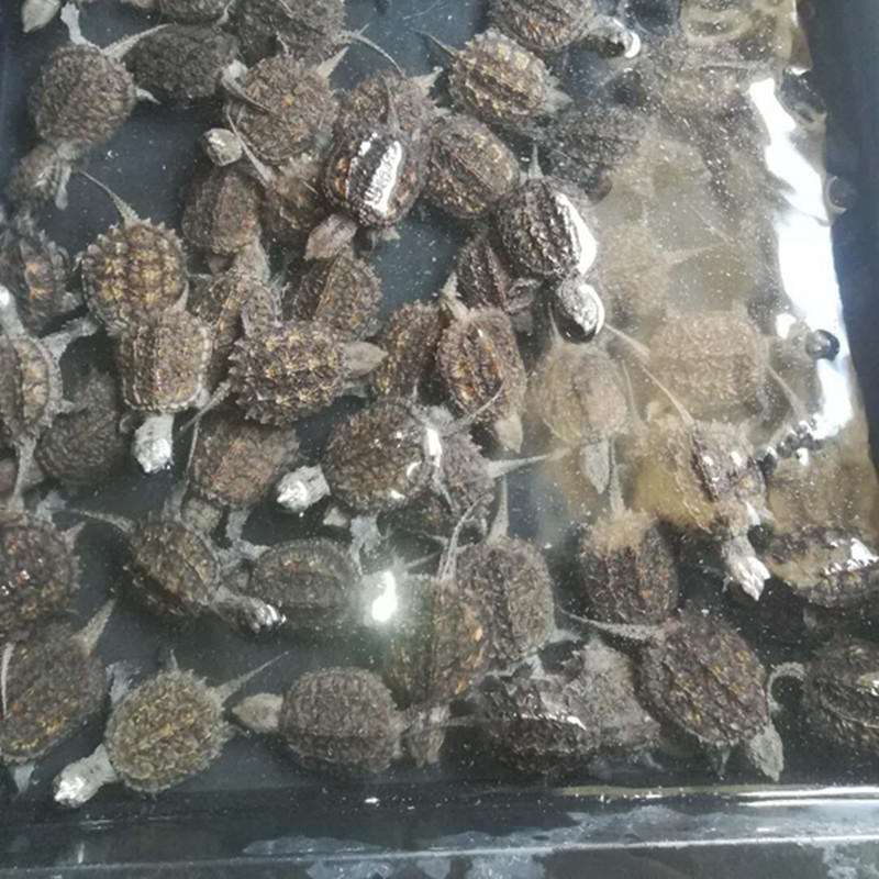 大鳄龟苗活体鳄鱼龟纯佛佛鳄刺鳄钓鱼龟乌龟食用鳄龟 次品30-70克 1只