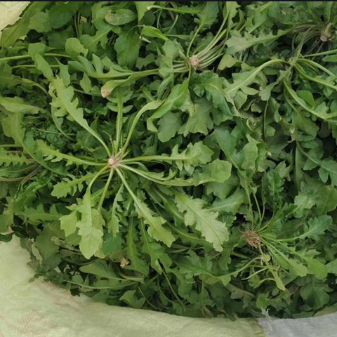 新鲜芥菜250g现挖野菜扁锅铲菜荠菜地丁菜荠菜新鲜蔬菜13斤现挖荠荠菜