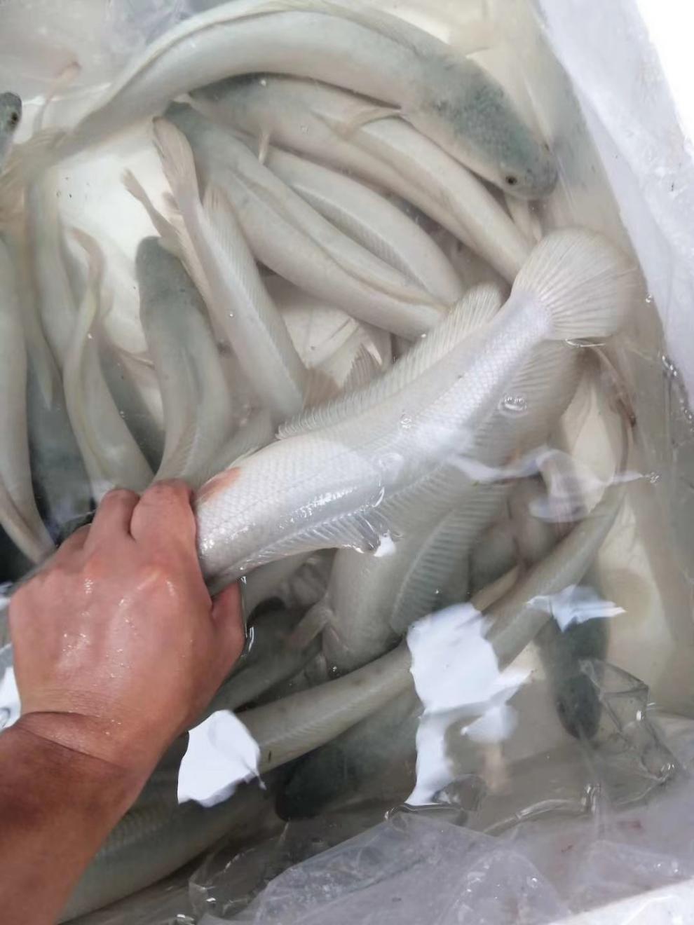 秋颖 白甲雷龙 白乌鱼 白乌鱼苗 白化黑鱼 活体观赏鱼 淡水凶猛鱼 白