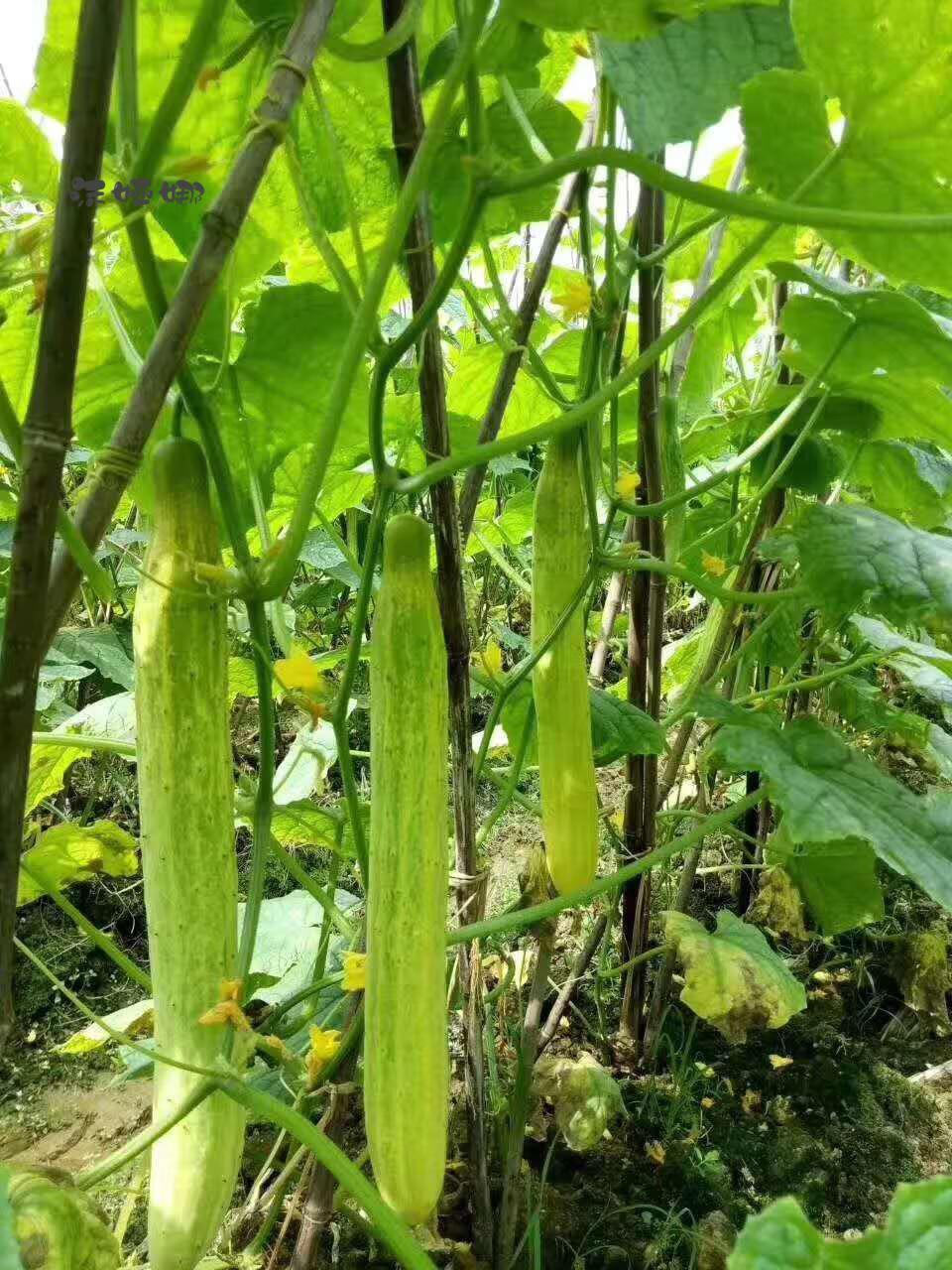 2020年新瓜化州土特产笪桥特级黄瓜干低盐脆农家开胃下饭500g