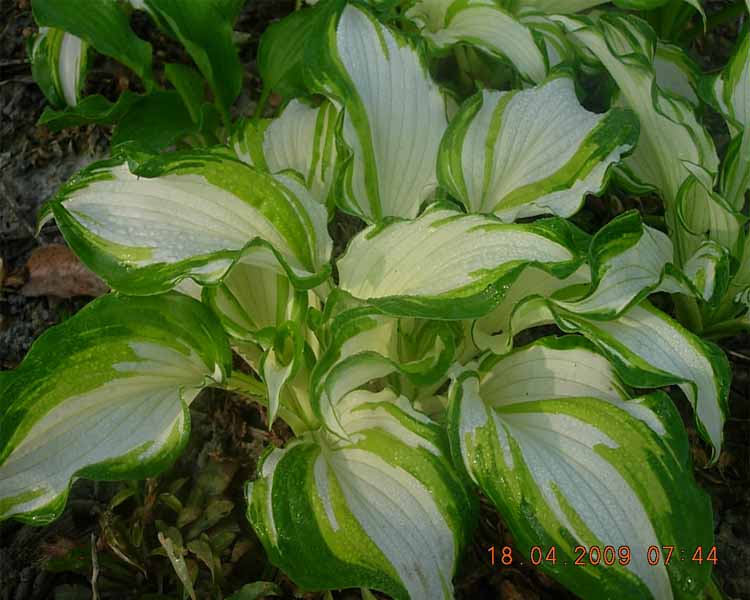 御卉阁盆栽花卉绿植金边玉簪花叶玉簪青叶玉簪花苗庭院植物当年开花