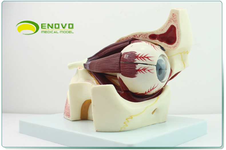 enovo頤諾眼球眼眶解剖結構放大模型人體感覺器醫學眼球模型眼部肌肉