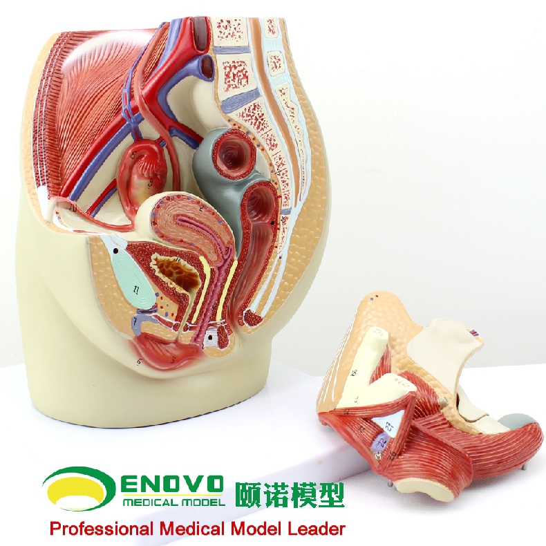 enovo颐诺女性盆腔解剖模型生殖泌尿子宫妇科医学模型骨盆模型盆底肌