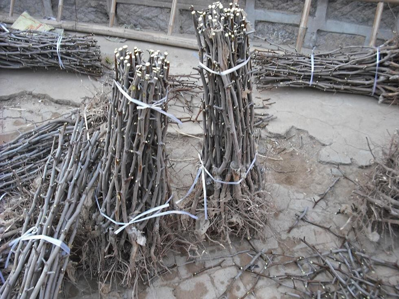 艺恋 枣树苗 枣树树苗 果树苗 苗木 果苗 地栽南方北方种植 枣子树苗