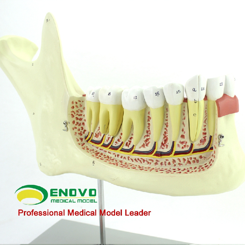 enovo頤諾人體下頜骨解剖模型下顎神經牙解剖模型口腔解剖教學演示