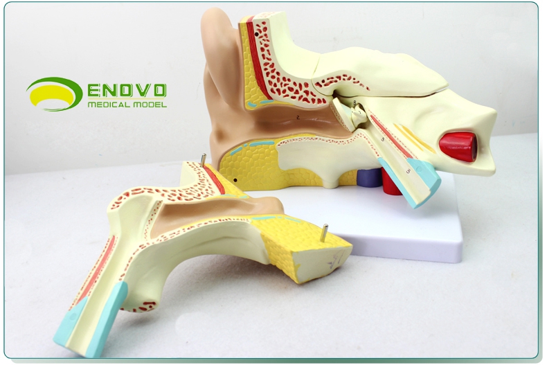 颐诺 体螺旋器corti器科蒂氏器官耳鼻喉科耳朵解剖医生使用模型 外耳